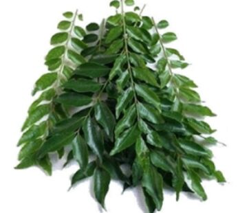 Curry Leaves 1 bunch 1 Bunch