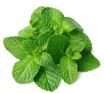 Pudina Mint Leaves 1 Bunch