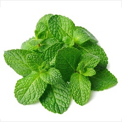 Pudina Mint Leaves 1 Bunch